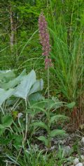 Epipactis atrorubens